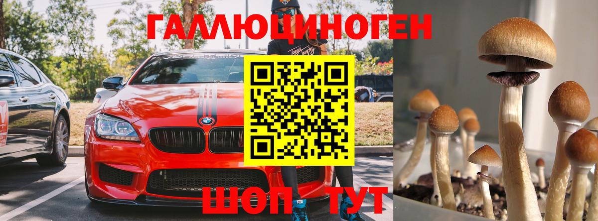 Псилоцибиновые грибы Psilocybine cubensis  Псилоцибиновые грибы мицелий  Вход с VPN  Тихорецк 